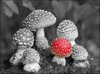 (Photo uniquement décorative) Le petit-gris est-il un champignon ?