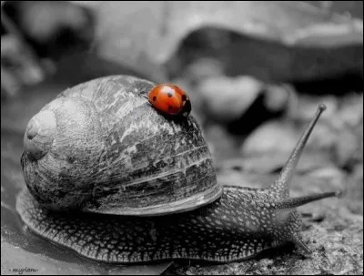 Le petit-gris est-il un escargot ? (Photo décorative)