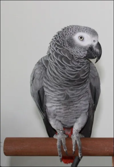 Quel est le nom de ce beau perroquet ?