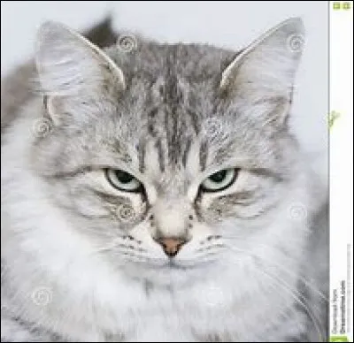 Ton meilleur ami est...