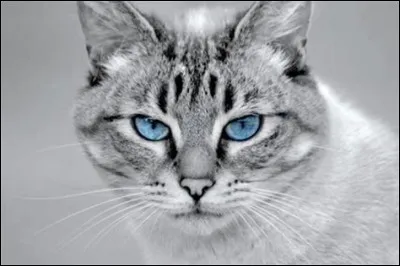 Qui est ton compagnon ou ta compagne ?