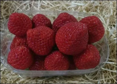 Quelle est la variété de ces fraises ?