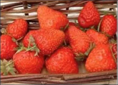 Coche la variété de ces fraises ?