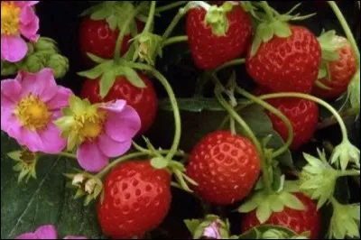 Quelle est la variété de ces fraises ?