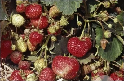 Quel est le nom de ces fraises ?
