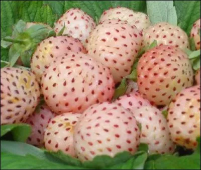 Quel est le nom de ces fraises ?