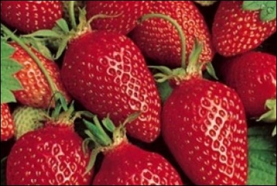 Quelle est la variété de ces fraises ?