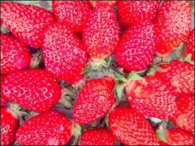 Quel est le nom de ces fraises ?