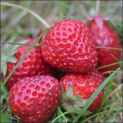 Quel est le nom de ces fraises ?