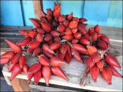 O&ugrave; pousse la maniguette ?