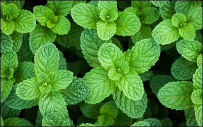 &Agrave; quelle famille botanique la m&eacute;lisse officinale appartient-elle ?