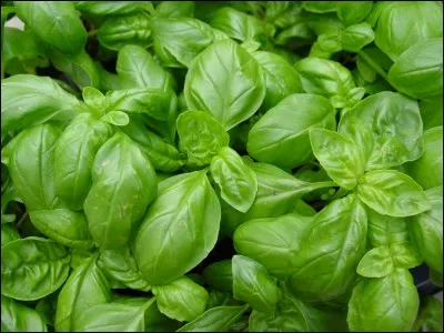 Que devez-vous retirer du basilic avant qu'il ne soit compl&eacute;ment arriv&eacute; &agrave; maturit&eacute; ?