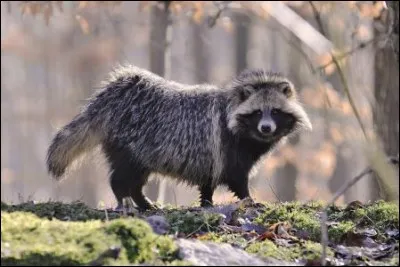 Quel est ce canidé originaire de l'Asie de l'Est ?