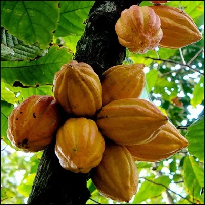 Quel est le fruit du Cacaotier ?