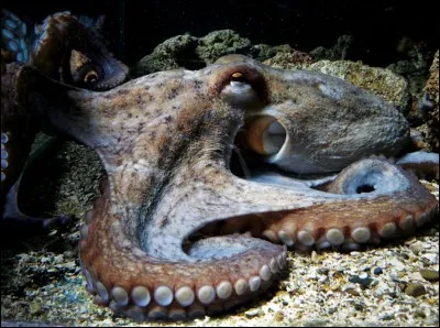 Dans quel pays manger un poulpe entier vivant est une spécialité culinaire ?