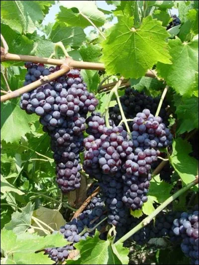 Quel est ce raisin ?