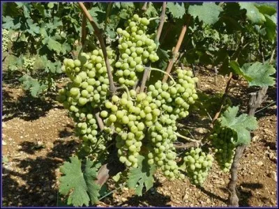 Quelle est cette variété de raisin ?