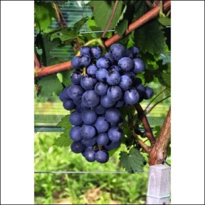 Quelle est cette variété de raisin ?