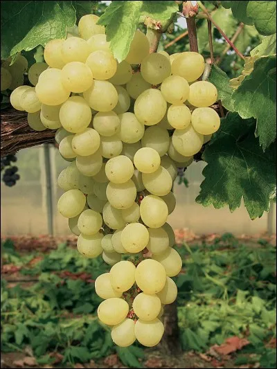 Quelle est cette variété de raisin ?