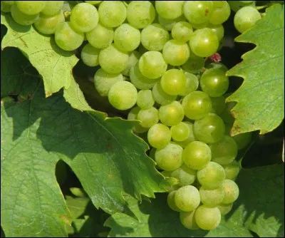 Quelle est cette variété de raisin ?