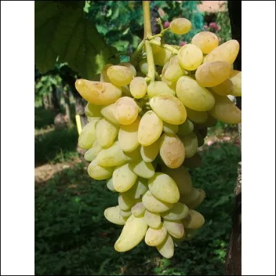 Quelle est cette variété de raisin ?