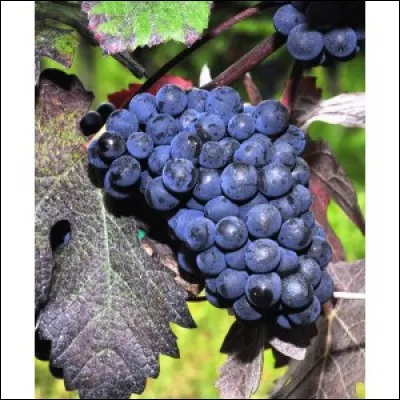 Quelle est cette variété de raisin ?
