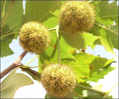 Que sont les fruits du platane ?