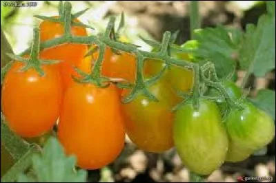 Quel nom porte ce genre de tomate ?