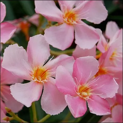 Que sont ces fleurs ?