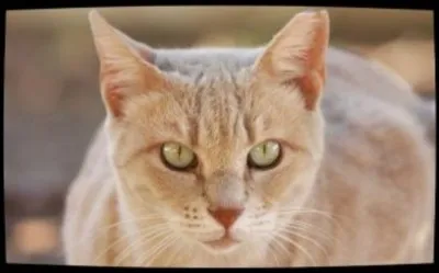 Quel est ce beau chat ?