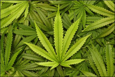Le cannabis est une plante originaire d'Asie centrale ou d'Asie du Sud.
