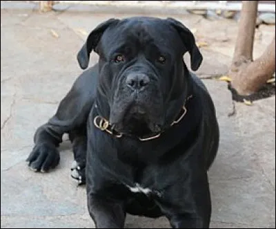 Le cane corso est une race de chien