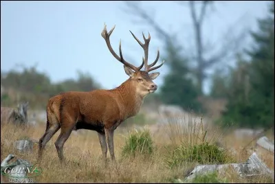 Vous pourrez voir un cerf élaphe dans les forêts tempérées d'Europe.