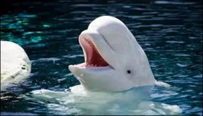 Le béluga n'est pas un cétacé.