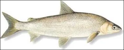 Du genre corégone, ce poisson à la chair estimée et pêché notamment dans le Lac Léman est ...