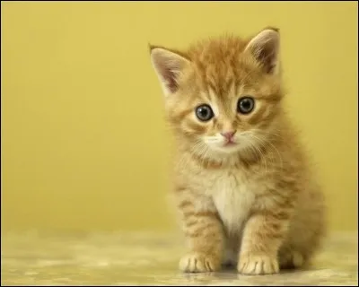 Aimes-tu les chats ?