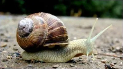 La vitesse d'un escargot est de 0.047 km/h.