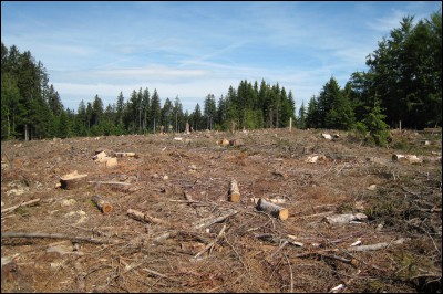 29.400.000 hectares de forêt ont disparu en 2017, soit environ l'équivalent de l'Italie ou d'un terrain de foot par seconde.