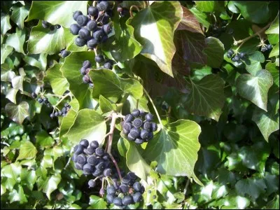 Les baies des lierres grimpants sont inoffensives pour l'homme.