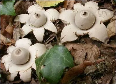 Que représente l'image ?