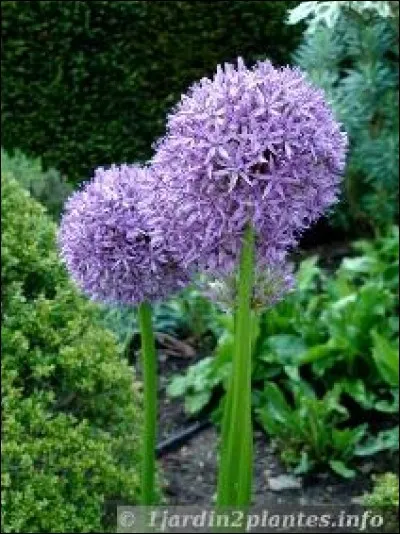 Quelle est cette fleur ?