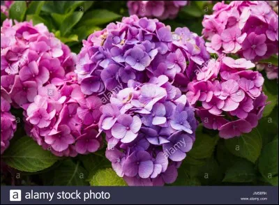 Quelle est cette fleur ?