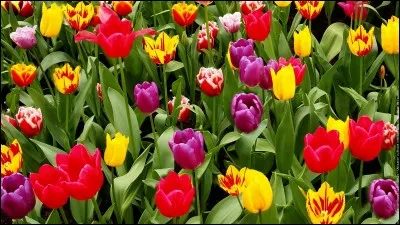 Quelle est cette fleur ?