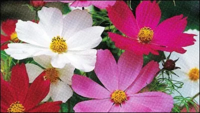 Quelle est cette fleur ?