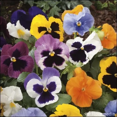 Quelle est cette fleur ?