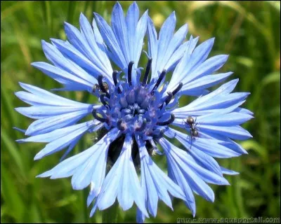 Quelle est cette fleur ?