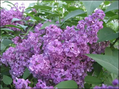 Quelle est cette fleur ?