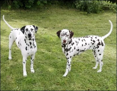 Quelle est cette race de chien ?