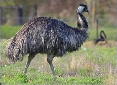 Quel est cet oiseau ?