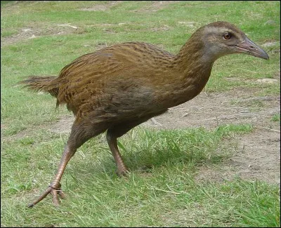 Quel est cet oiseau ?